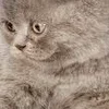 😙 Эмодзи «̗̀Ｋｉｔｔｅｎｓ» для Telegram