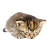 🤩 Эмодзи «̗̀Ｋｉｔｔｅｎｓ» для Telegram