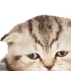 😋 Эмодзи «̗̀Ｋｉｔｔｅｎｓ» для Telegram