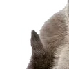 😗 Эмодзи «̗̀Ｋｉｔｔｅｎｓ» для Telegram