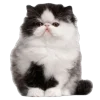 🤩 Эмодзи «̗̀Ｋｉｔｔｅｎｓ» для Telegram