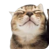 🤩 Эмодзи «̗̀Ｋｉｔｔｅｎｓ» для Telegram
