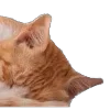 😉 Эмодзи «̗̀Ｋｉｔｔｅｎｓ» для Telegram