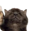 🤩 Эмодзи «̗̀Ｋｉｔｔｅｎｓ» для Telegram