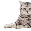 😅 Эмодзи «̗̀Ｋｉｔｔｅｎｓ» для Telegram