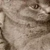 🤗 Эмодзи «̗̀Ｋｉｔｔｅｎｓ» для Telegram