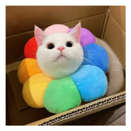 😺 Стикер «ПепЕ» для Telegram