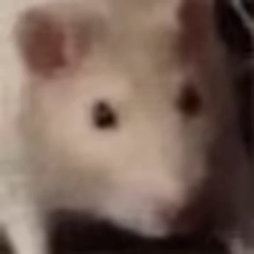 🐀 Эмодзи «Pepe's Vibes» для Telegram