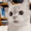 🙅‍♂️ Эмодзи «Pepe's Vibes» для Telegram