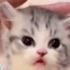 😯 Эмодзи «Pepe's Vibes» для Telegram