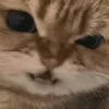 😼 Эмодзи «Pepe's Vibes» для Telegram