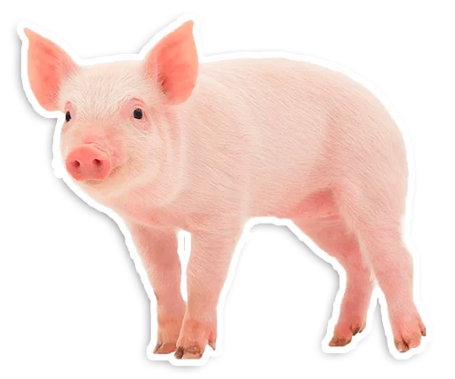 🐖 Стикер «Peppa Pig» для Telegram