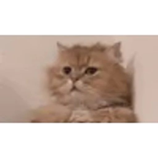 🇪🇭 Эмодзи «peppo» для Telegram