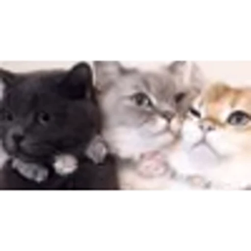 🌟 Эмодзи «peppo» для Telegram