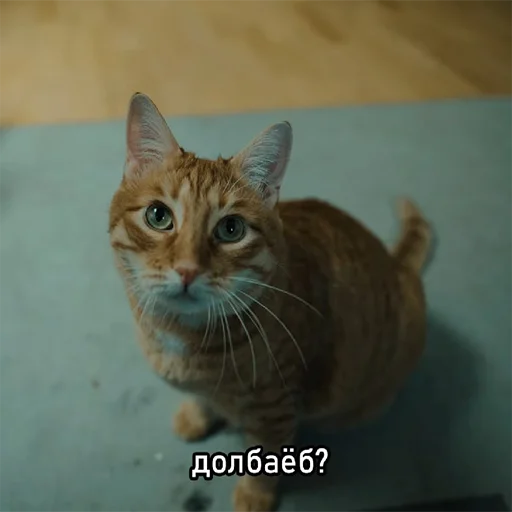 🤨 Стикер «Переговоры» для Telegram