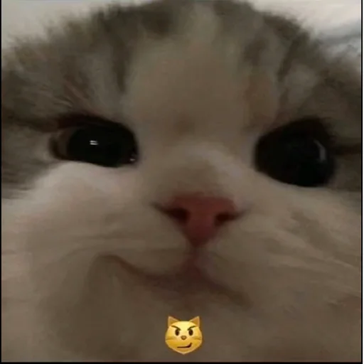 😼 Стикер «Переговоры» для Telegram