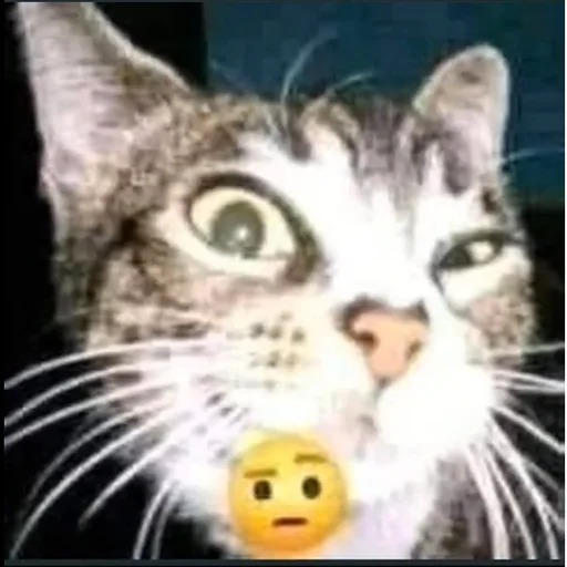 🤨 Стикер «Переговоры» для Telegram
