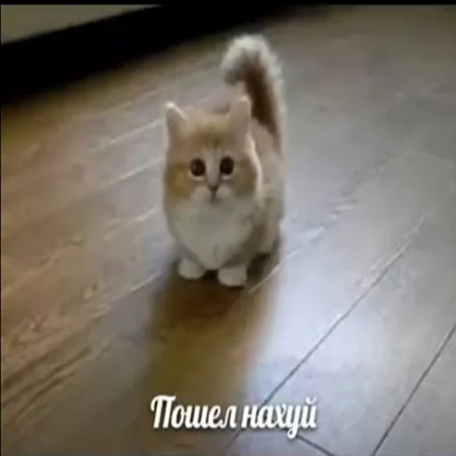 😾 Стикер «Переговоры» для Telegram