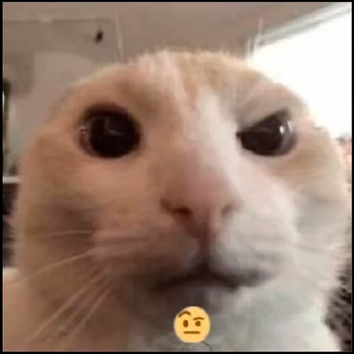 🤨 Стикер «Переговоры» для Telegram