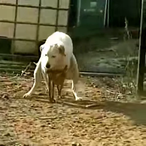 😂 Стикер «Perros» для Telegram