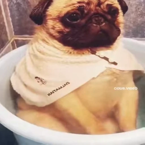 😔 Стикер «Perros» для Telegram