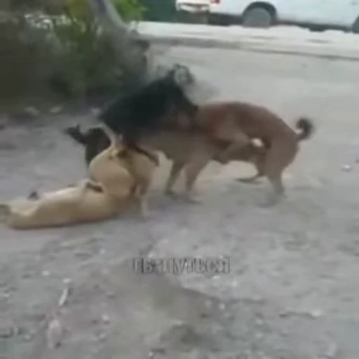 🥵 Стикер «Perros» для Telegram