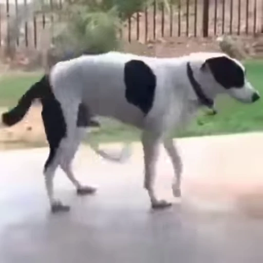 😂 Стикер «Perros» для Telegram
