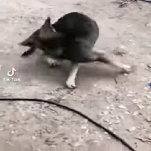 😡 Стикер «Perros» для Telegram