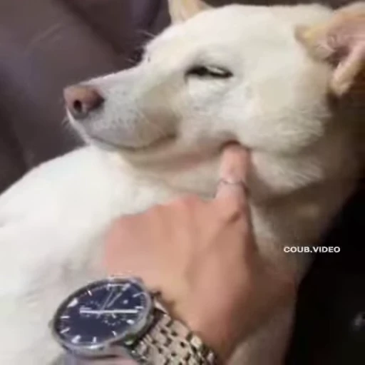 😔 Стикер «Perros» для Telegram