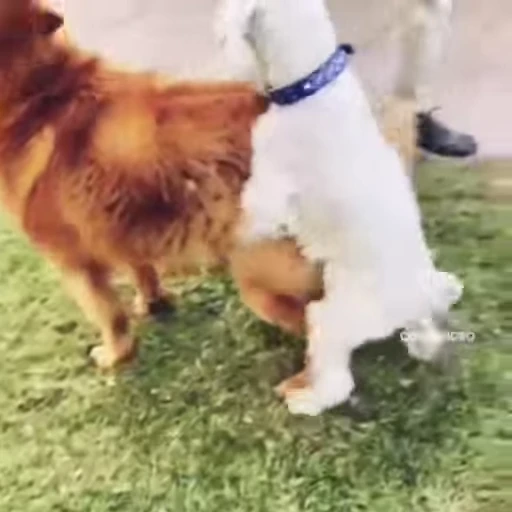 😂 Стикер «Perros» для Telegram