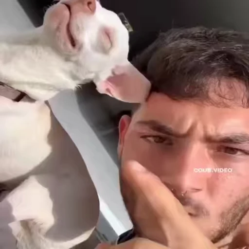 🤬 Стикер «Perros» для Telegram