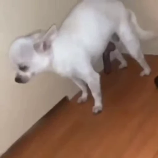 😐 Стикер «Perros» для Telegram