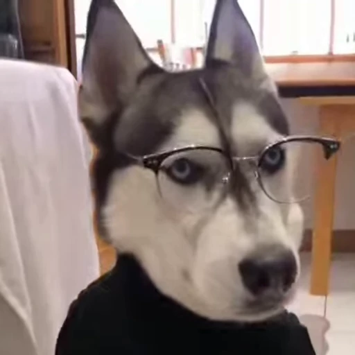 😐 Стикер «Perros» для Telegram