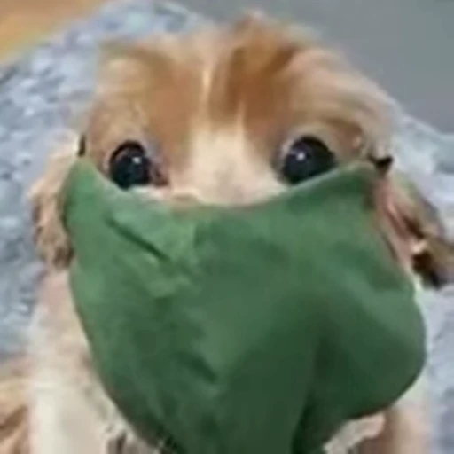 😷 Стикер «Perros» для Telegram