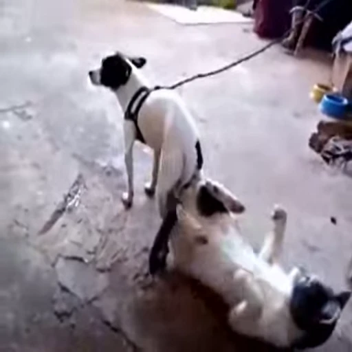 😐 Стикер «Perros» для Telegram