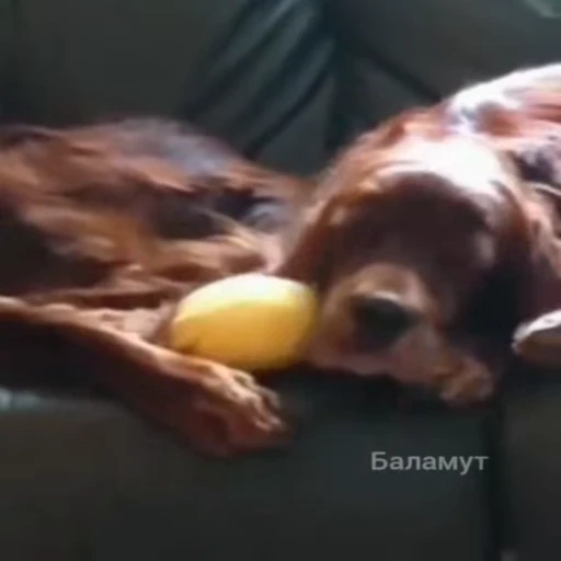 😴 Стикер «Perros» для Telegram