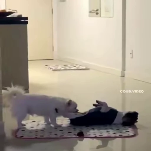 🥵 Стикер «Perros» для Telegram