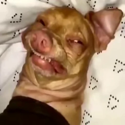 😜 Стикер «Perros» для Telegram