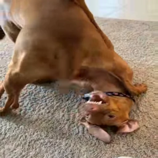 🥵 Стикер «Perros» для Telegram