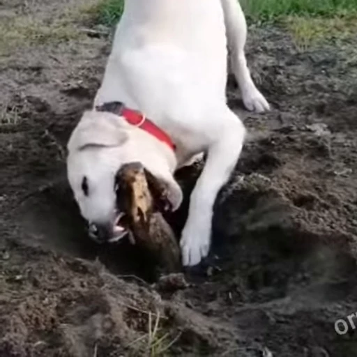 🐶 Стикер «Perros» для Telegram