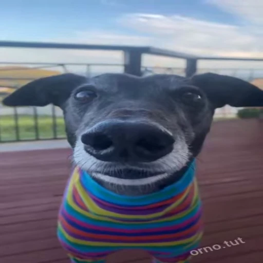 😶 Стикер «Perros» для Telegram