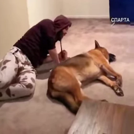 😡 Стикер «Perros» для Telegram