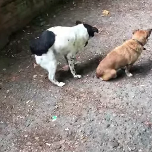 🥵 Стикер «Perros» для Telegram