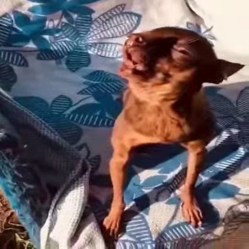 🥺 Стикер «Perros» для Telegram