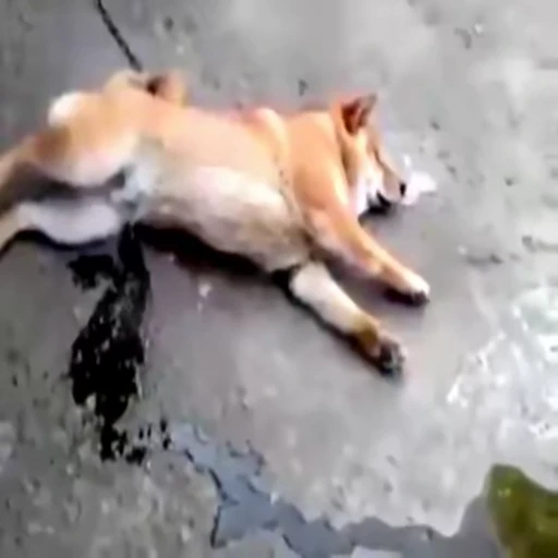 💦 Стикер «Perros» для Telegram