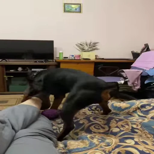🥵 Стикер «Perros» для Telegram