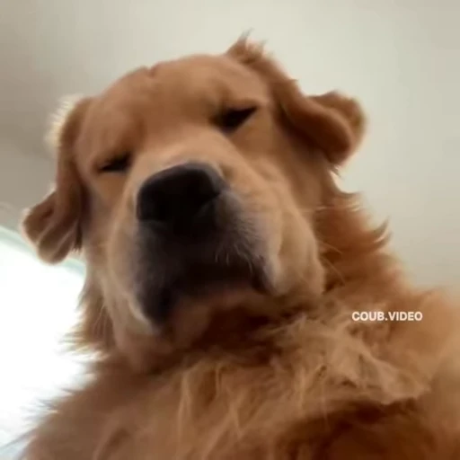 😤 Стикер «Perros» для Telegram