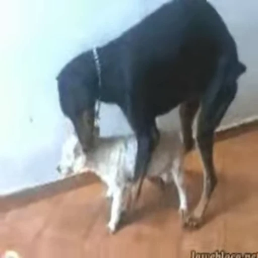 🥵 Стикер «Perros» для Telegram