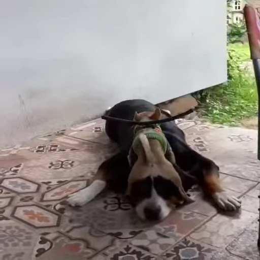 😂 Стикер «Perros» для Telegram