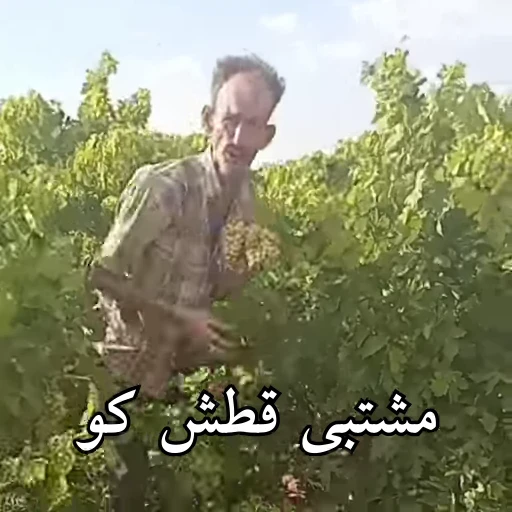 😂 Стикер «Persian memes» для Telegram